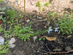 Linaria repens