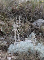Artemisia alpina