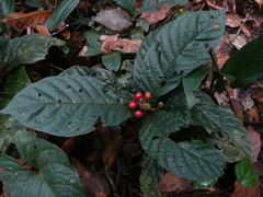 Psychotria micheliana