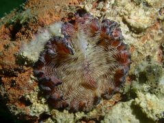 Pseudobiceros fulgor