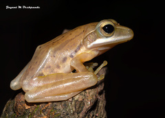 Polypedates maculatus