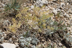 Odontarrhena tortuosa