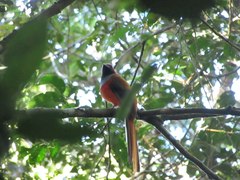 Harpactes whiteheadi