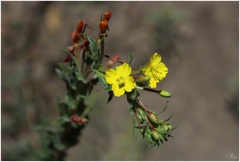 Camissoniopsis hirtella