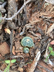 Bulbine mesembryanthemoides