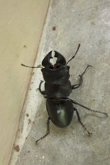 Odontolabis leuthneri