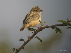 Cisticola juncidis uropygialis