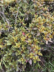 Rhododendron rubropilosum taiwanalpinum