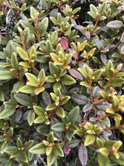 Rhododendron rubropilosum taiwanalpinum