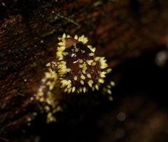 Neobarya agaricicola