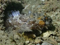 Batrachomoeus trispinosus