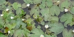 Nymphoides hydrophylla