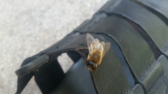 Apis mellifera