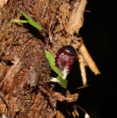 Corybas grumulus
