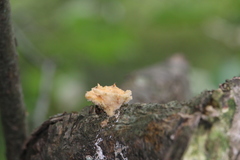 Xylaria flabelliformis