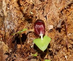 Corybas grumulus