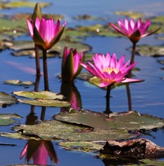 Nymphaea rubra