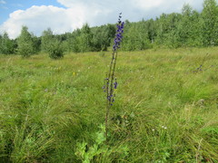 Delphinium crassifolium