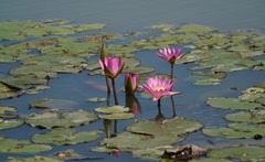 Nymphaea rubra