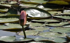 Nymphaea rubra