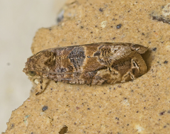 Lobesia transtrifera