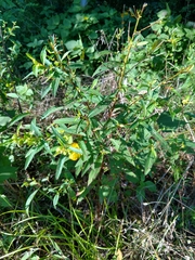 Ludwigia alternifolia