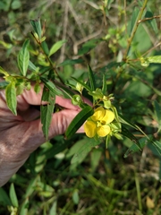 Ludwigia alternifolia