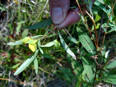 Ludwigia alternifolia