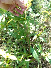 Ludwigia alternifolia