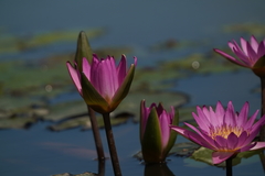 Nymphaea rubra
