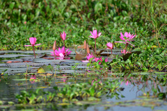 Nymphaea rubra