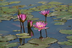Nymphaea rubra
