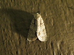 Acronicta laetifica
