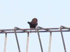 Lonchura leucogastroides