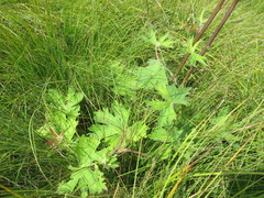 Delphinium crassifolium