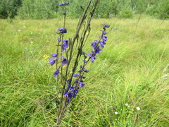 Delphinium crassifolium