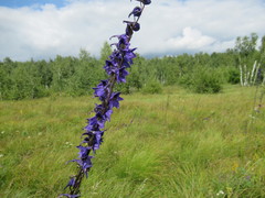 Delphinium crassifolium