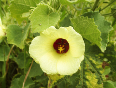 Pavonia senegalensis