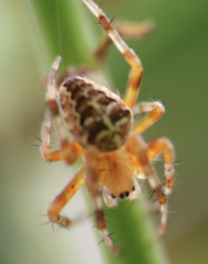 Araneus diadematus