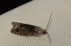 Epinotia nisella