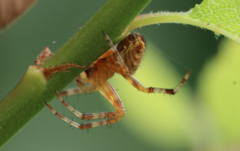 Araneus diadematus