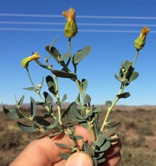 Hertia cluytiifolia