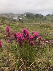 Castilleja parviflora olympica