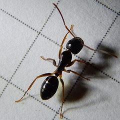 Camponotus fallax