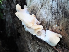 Incrustoporiaceae
