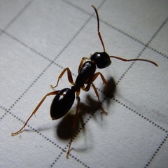 Camponotus fallax