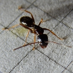 Camponotus fallax