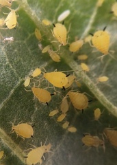 Aphis verbasci