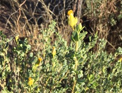Hertia cluytiifolia