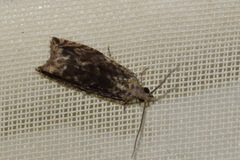 Epinotia nisella
